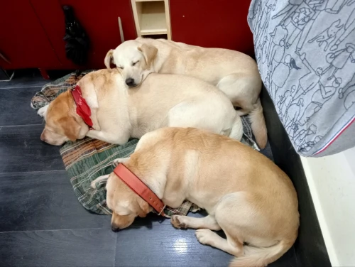 Labrador
