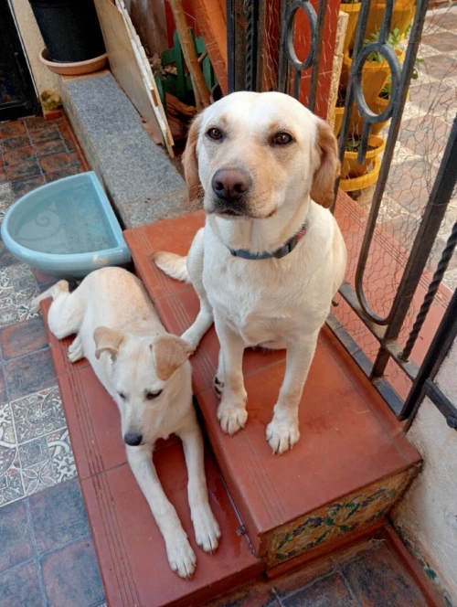 Labrador