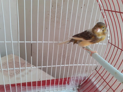 Canari femelle biyada wellada wedjda