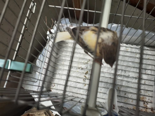 Canari 