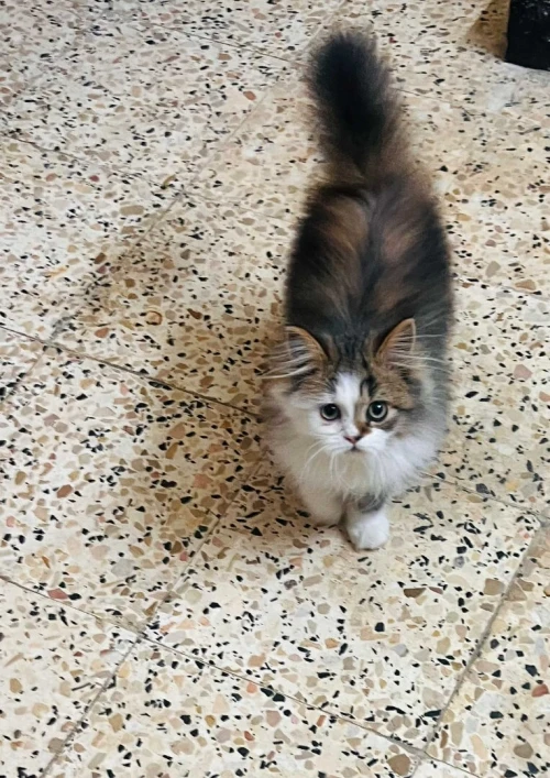 chaton persan male