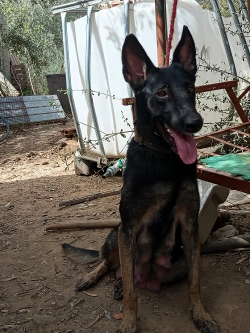 Malinois charbonner 