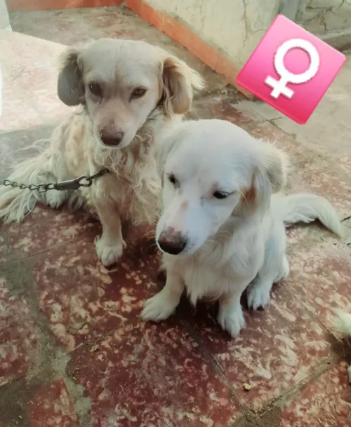 Chien Biche  chiwawa