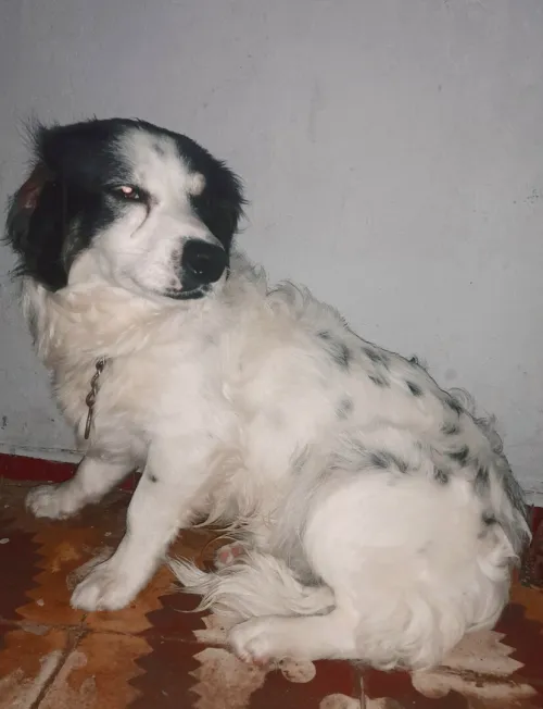 Chien Biche  chiwawa
