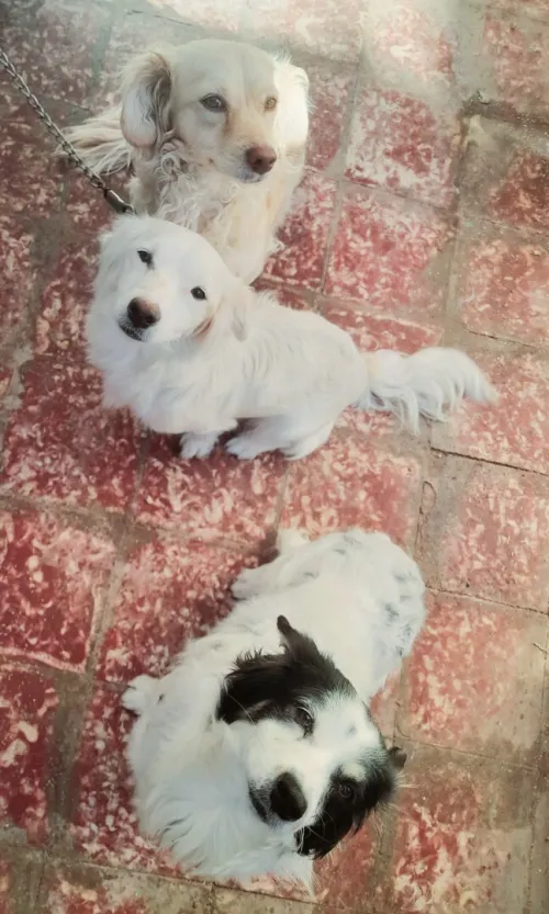 Chien Biche  chiwawa