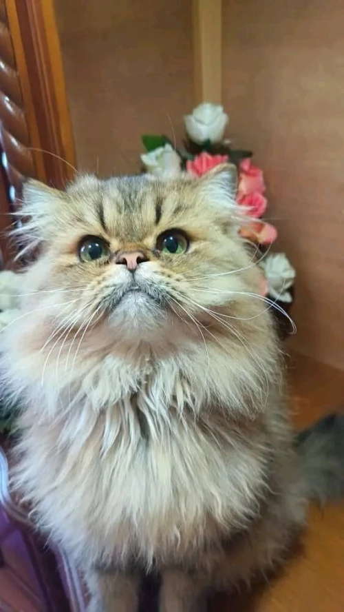 Chat persan golden