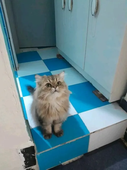 Chat Persan golden
