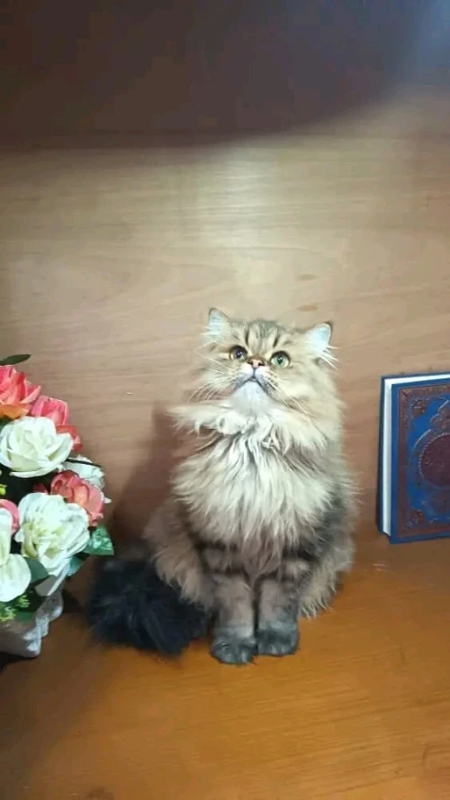 Chat persan golden