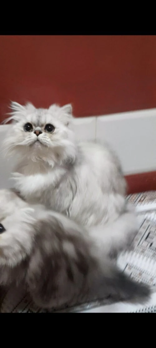 Chat persians