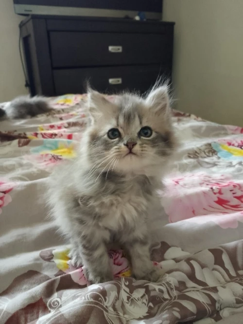 Chat Persan pure race