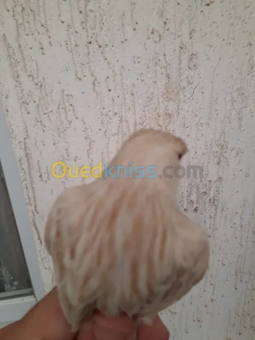 Canari satiné 