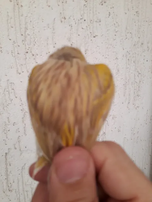 Canari satiné 