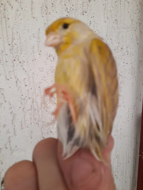 Canari satiné 