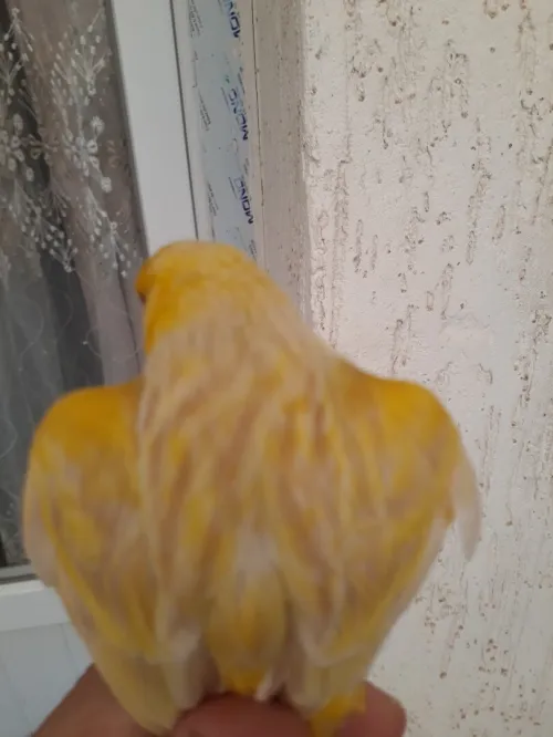 Canari satiné 
