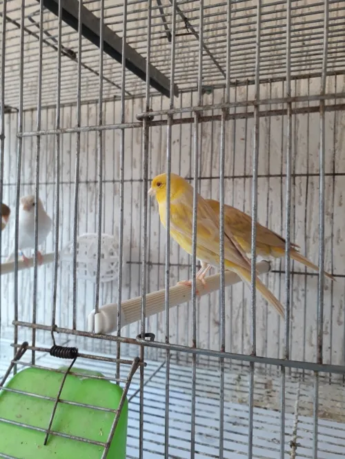 Canari satiné 