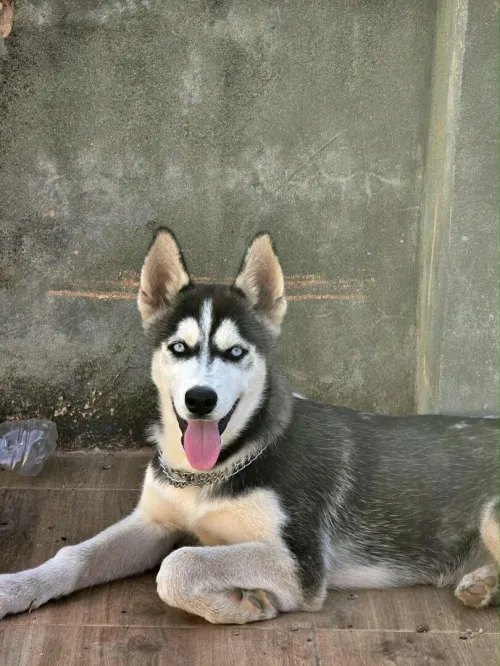 Chien husky Sibérie 
