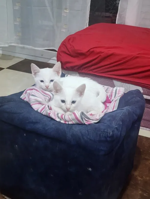 Chaton angora
