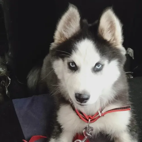 Husky 