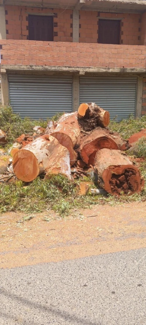 Abattage des arbres, Aménagement Espaces Verts. 