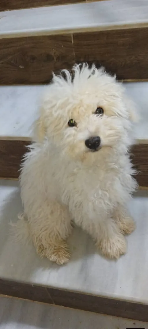 Caniche male bichon pure race a vendre