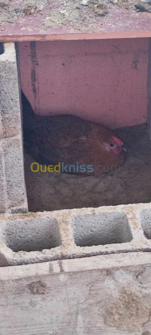 جاجة فيومي ذهبي عندها عام 