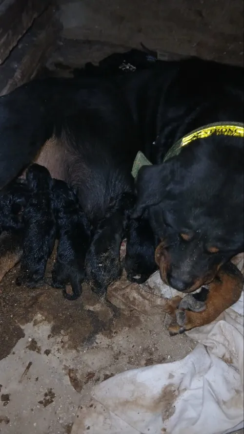 chiot rottweiler