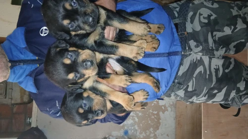 chiot rottweiler