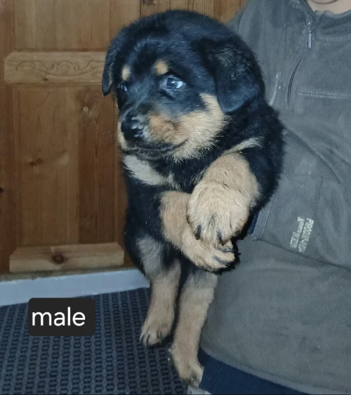 Chiot rottweiler