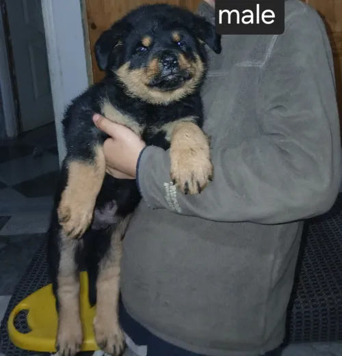 Chiot rottweiler