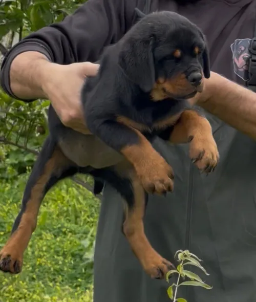 Rottweiler serbie chiot femelle