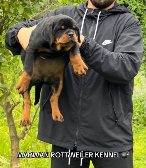 Rottweiler femelle