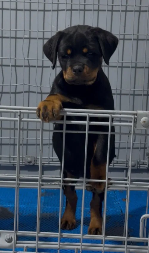 Rottweiler serbie