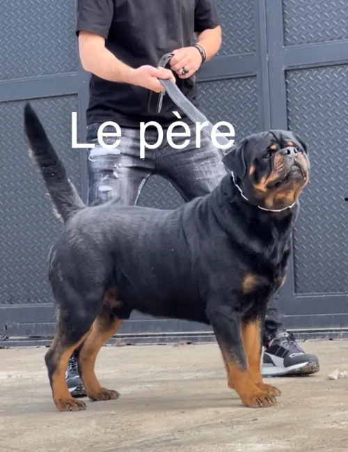 Rottweiler