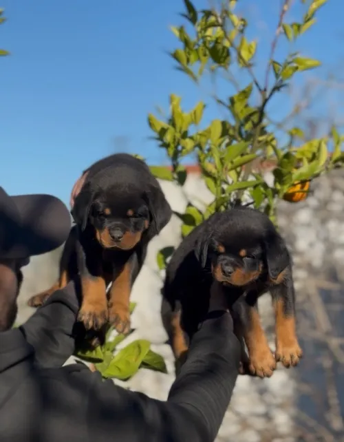Rottweiler serbie