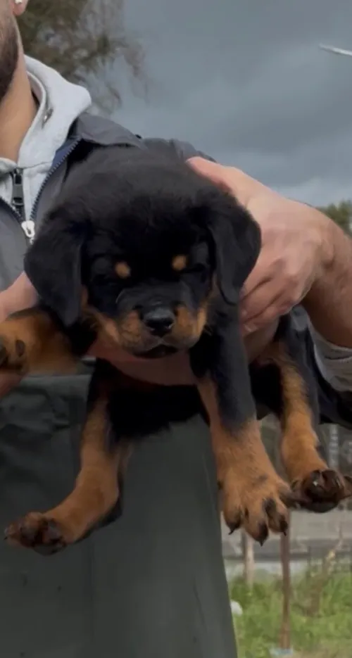 Rottweiler