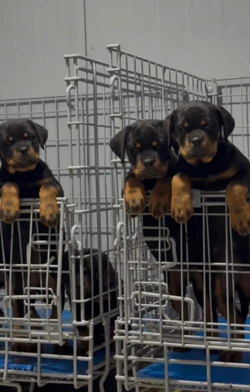 Rottweiler serbie