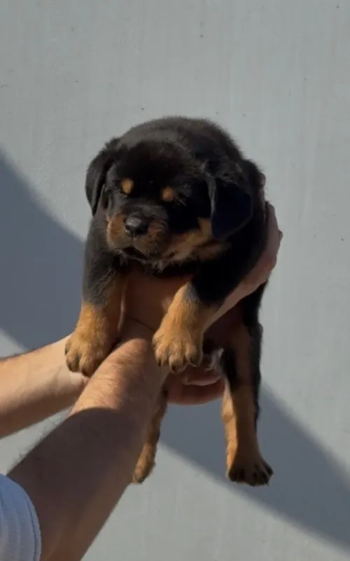 Rottweiler serbie