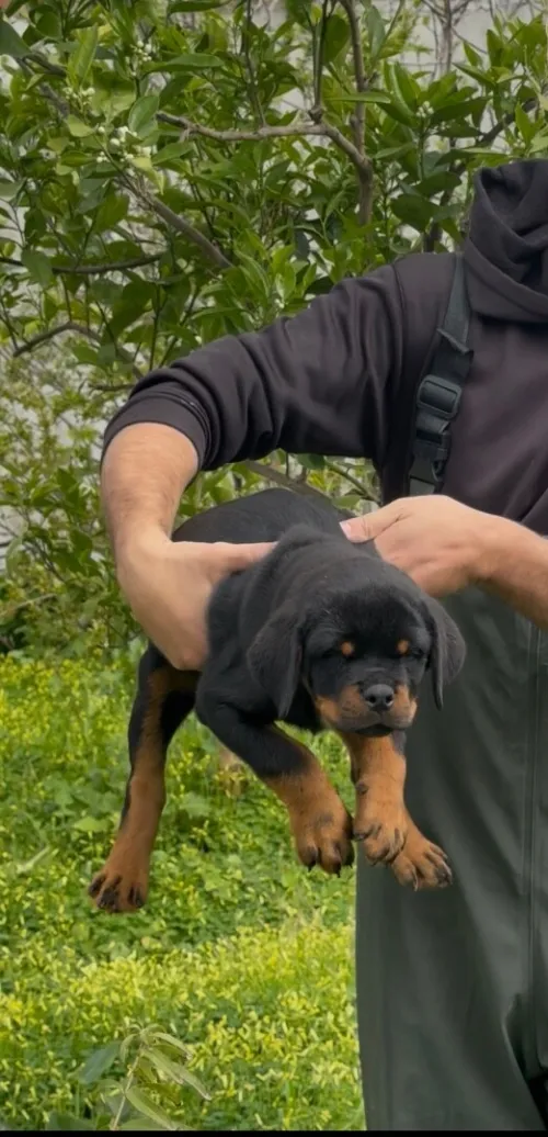 Rottweiler serbie chiot femelle