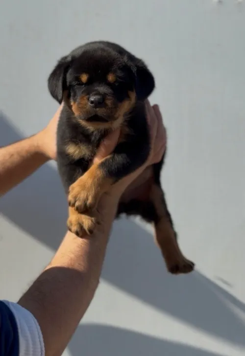 Rottweiler serbie