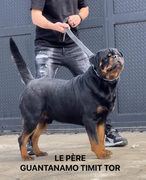 Rottweiler serbie chiot femelle
