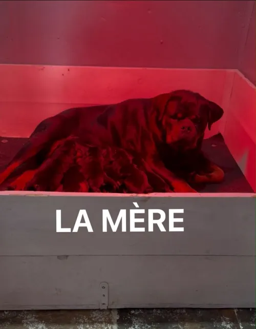Rottweiler