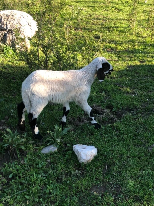 Troupeau de brebis