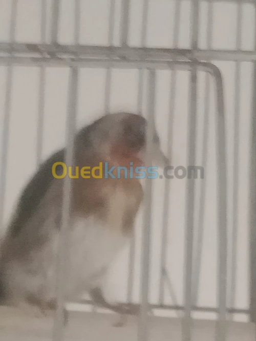 chardonneret طائر حسون  , مقنين