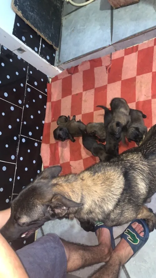 Mallinoi chiot