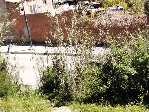 Vente Terrain Alger Ain benian