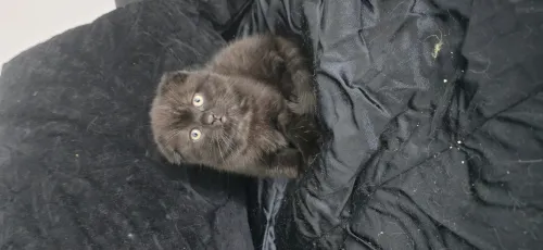 Mâle Scottish fold noir dark chocolate
