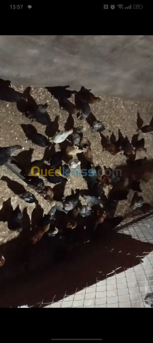 Poussins فلوس خليط السلالات 