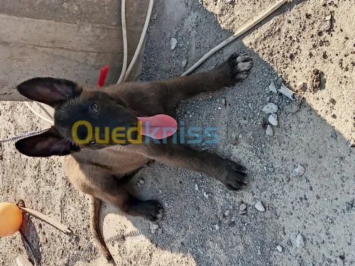 للبيع أنثي مالينوا العمر شهرين 