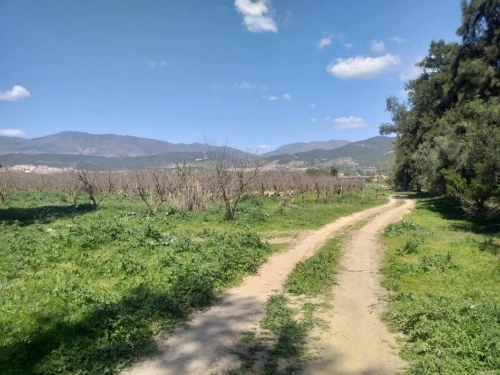 Vente Terrain Agricole Aïn Defla Khemis miliana