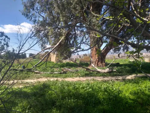 Vente Terrain Agricole Aïn Defla Khemis miliana